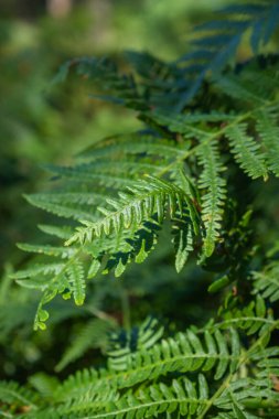 Ormanda yetişen yeşil eğrelti otları çok güzeldir.