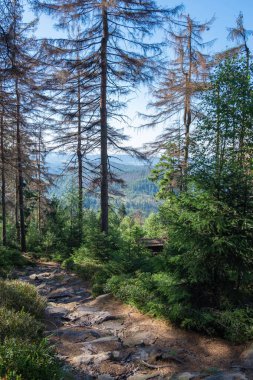 Ormanın ortasında dağları gören taştan bir yol.