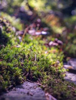 Uyuyan bir ormanda yosunların yakın çekimi