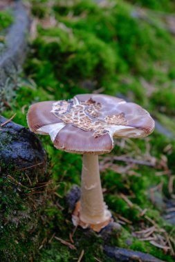 Ormandaki tüm güzel mantarlar güvenli değildir Amanda.