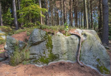 Ağaç kayanın üzerinde yetişiyor ve güzel kökler bırakıyor.