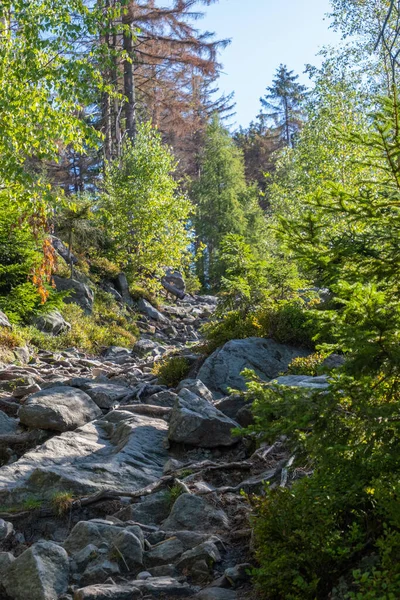 Percorso Escursionistico Pietra Attraverso Foresta Nienik Mountain — Foto Stock