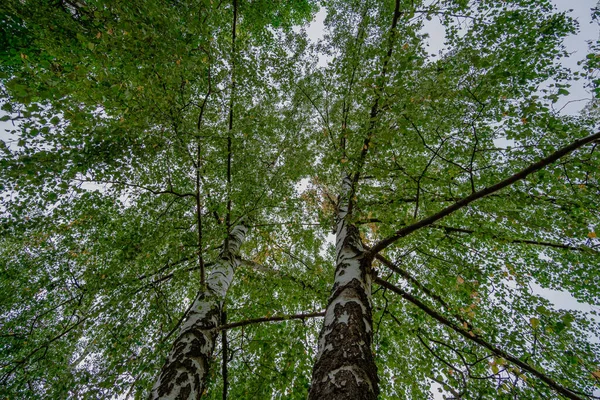 Березовый Лес Осенью — стоковое фото