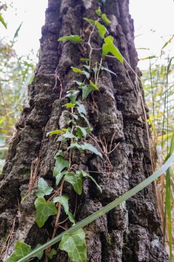 yeşil sarmaşık ağacını buldu ve yukarı doğru gidiyor..