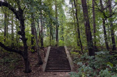 Yaz ormanında eski taş merdivenler