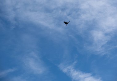 Mavi gökyüzündeki kuş