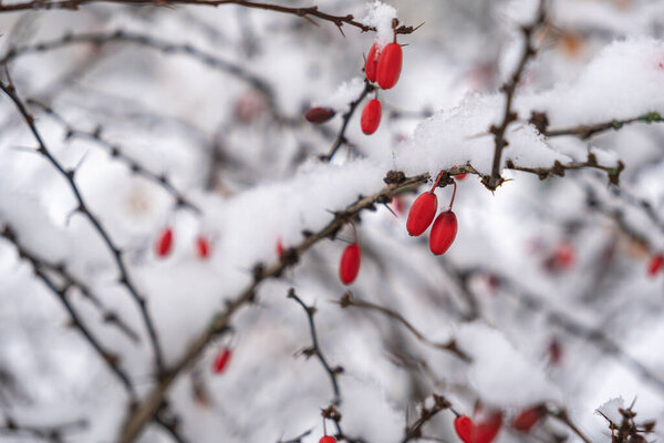 Rowan fruits are covered with the first snow