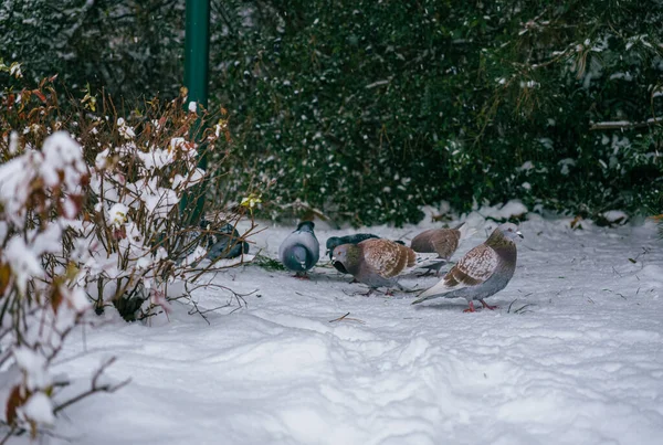 Голуби Парку Снігу — стокове фото