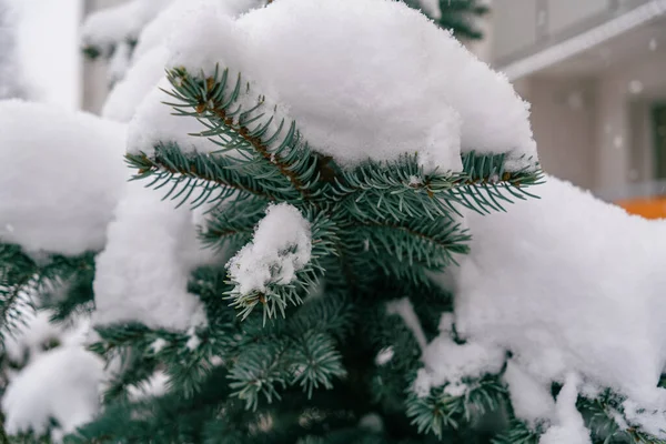 White snow on the branches of evergreen trees