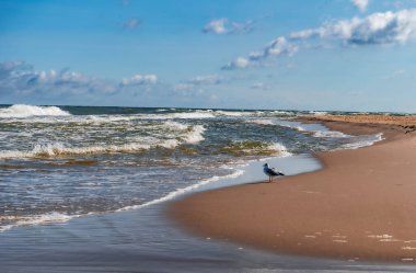 Martı Baltık deniz kıyısında, sabah ve sahilde, Eylül 'de, Jastrzebia Gora, Polonya
