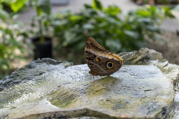 Beautiful Butterfly Stone Garden — Stock Photo, Image