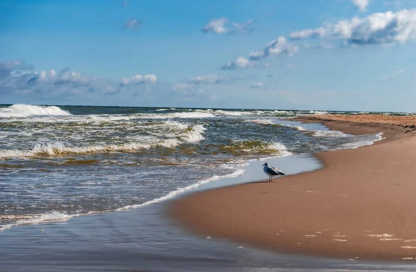 Martı Baltık deniz kıyısında, sabah ve sahilde, Eylül 'de, Jastrzebia Gora, Polonya