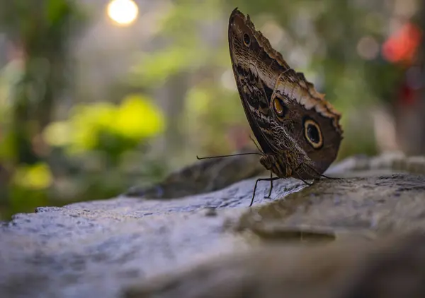Beautiful Butterfly Sitting Sitting Stone — Stock Photo, Image