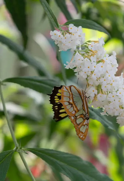 Закрыть Цветную Красивую Бабочку Саду Белом Цветке — стоковое фото