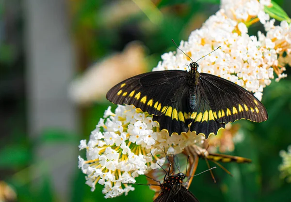 Селективный Снимок Черной Красивой Бабочки Белом Цветке — стоковое фото