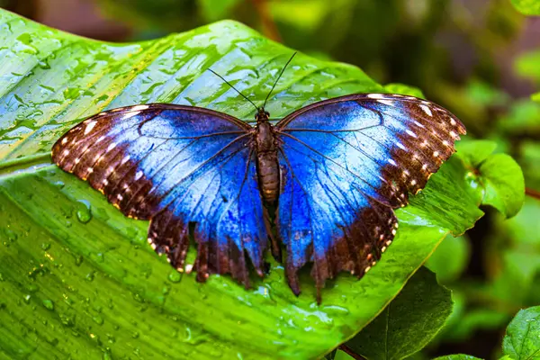 Farfalla Blu Seduta Con Ali Spiegate Una Foglia Con Gocce — Foto Stock