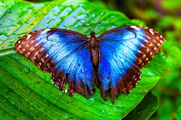 Blue Butterfly Spread Wings Green Leaf Wit Water Drops — Stock Photo, Image
