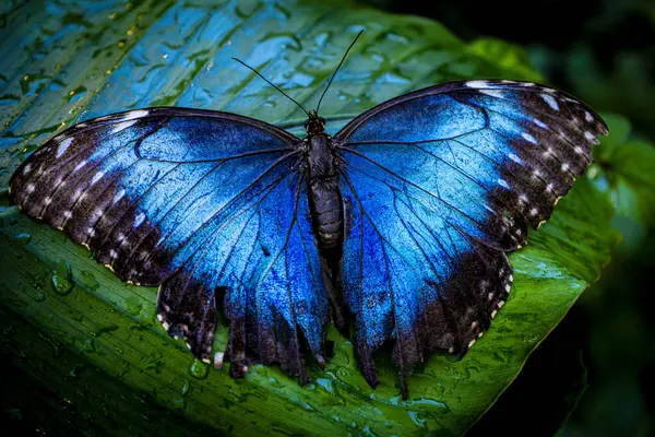 Mariposa Azul Con Alas Extendidas Sobre Una Hoja Verde Con —  Fotos de Stock