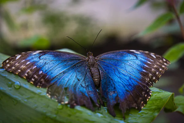 Beautiful Blue Butterfly Blue Wings Green Leaf Water Drops — Stock Photo, Image