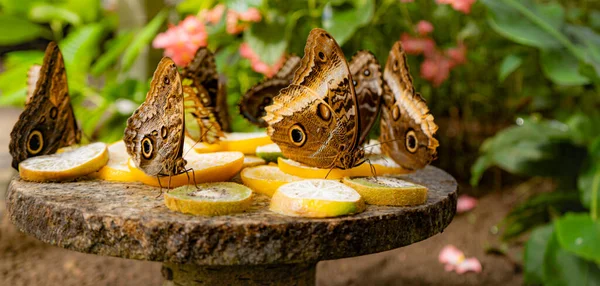Butterflies eating fruits on a stone plate.
