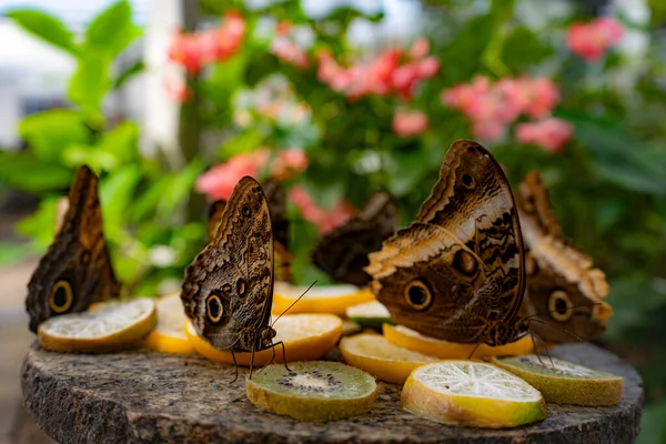 Buterflies Eating Fruits Stone Plate — Stock Photo, Image