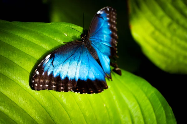 Голубая Красивая Бабочка Зеленом Листе Крупным Планом Стоковое Фото
