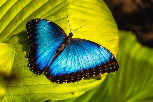 Селективный Снимок Синей Красивой Бабочки Зеленом Листе Лицензионные Стоковые Изображения