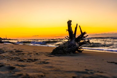 Sahilde güzel bir gün batımı Baltık Denizi 'nde bir ağaçla, Jastrzebia Gora, Polonya