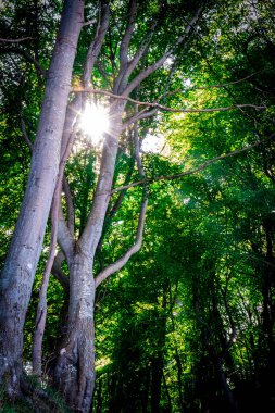 Dalları arasında güneş parlayan ormanın güzel manzarası, Fox Ravine, Jastrzebia Gora, Polonya