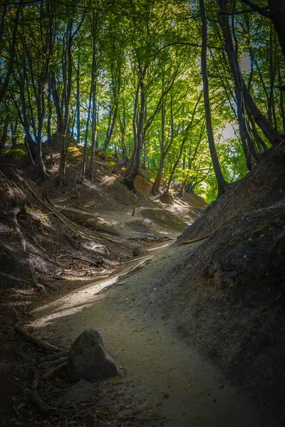 Ormandaki ağaçlarla çevrili bir ormanın güzel bir görüntüsü Fox Ravine, Jastrzebia Gora, Polonya