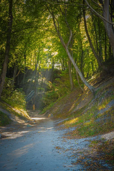 Kral III. Zygmunt Waza, Fox Ravine, Jastrzebia Gora, Polonya heykeli ile ormanda yol.