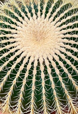 Botanik bahçesinde kaktüsler, yakın plan fotoğraflar..