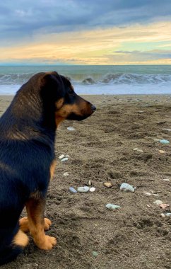 Gün batımında köpek sahilde oturuyor. Köpek denize bakıyor..