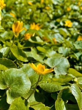 Marigold (Caltha palustris) çiçekleri