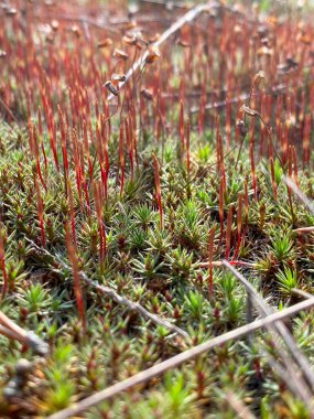 Ormanda yosun var. Kapatın. Sığ alan derinliği
