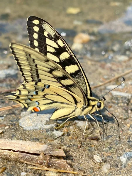 Mariposa Papilio Machaon Suelo — Foto de Stock
