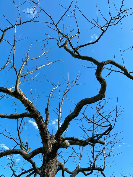 Árvore Morta Céu Azul Fundo Natural Close — Fotografia de Stock