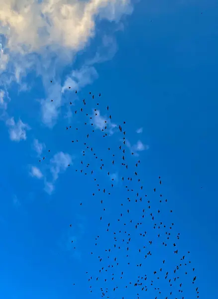Rebanho Pássaros Voando Céu Azul Bela Foto Imagem Digital — Fotografia de Stock