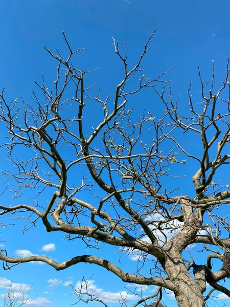 Ramos Secos Uma Árvore Contra Céu Azul Fundo Natural — Fotografia de Stock