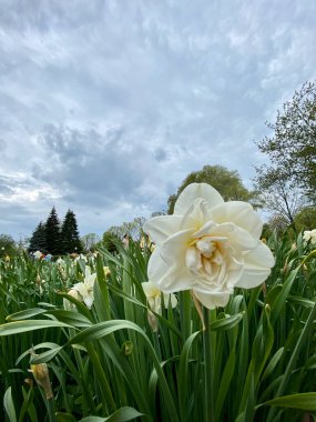 Tarlada beyaz çiçekler