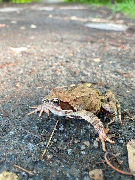 Frog Sits Tree Leaf Concrete Floor — Stock Photo, Image