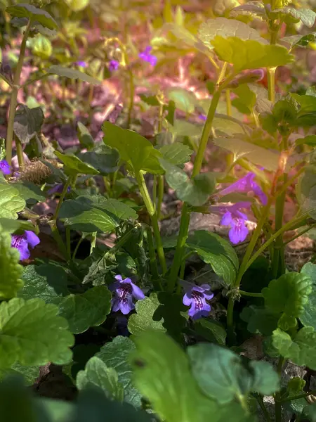 Belles Fleurs Violettes Dans Forêt Dans Les Rayons Soleil Couchant — Photo