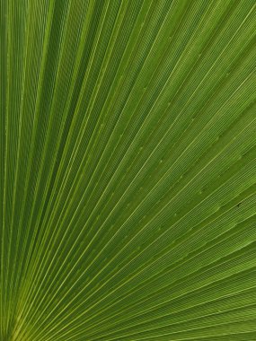 Arka plan için yeşil palmiye yaprağı dokusu. Resmi kapat..