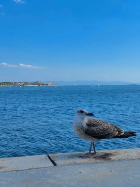 Marmara Denizi 'nin seddindeki martı