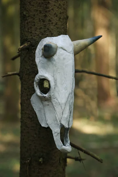 White skull on a tree in the forest. Halloween. Scary animal.