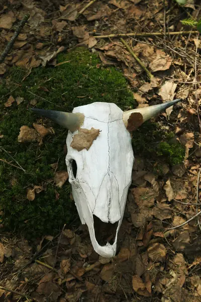 Skull of a bull with horns on the ground in the forest