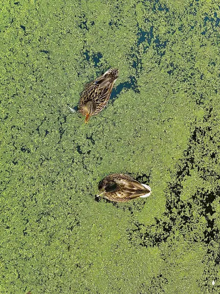 Ducks Water — Stock Photo, Image