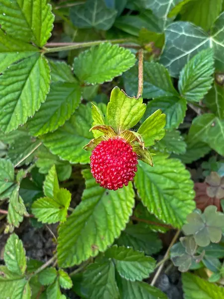 Rote Reife Erdbeeren Garten — Stockfoto