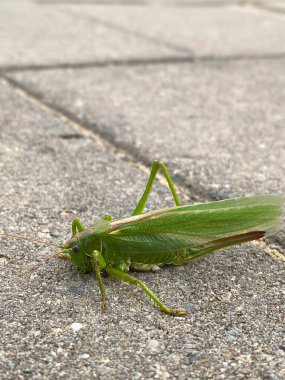 Yeşil çekirge yerde yatıyor. Çekirgeye yakın çekim.
