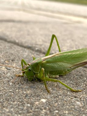 Yeşil çekirge yola çıktı. Yakın çekim görünümü.